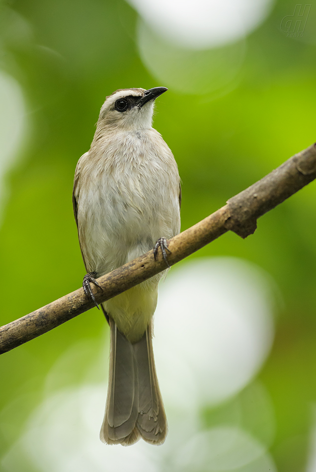 bulbul žlutořitý - Pycnonotus goiavier