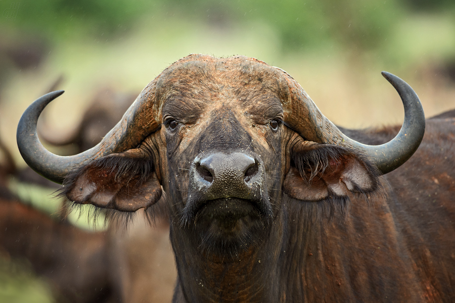 buvol africký - Syncerus caffer