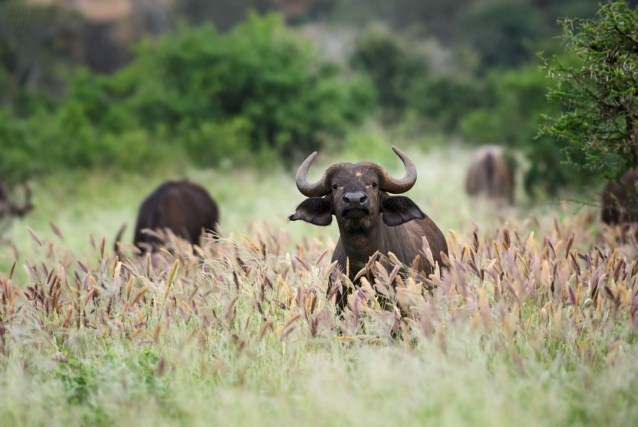 buvol africký - Syncerus caffer