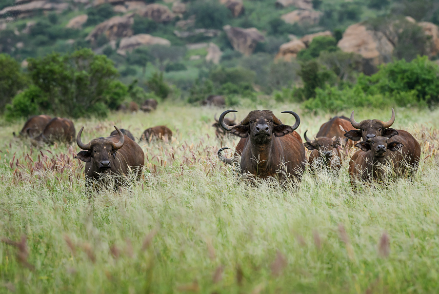 buvol africký - Syncerus caffer