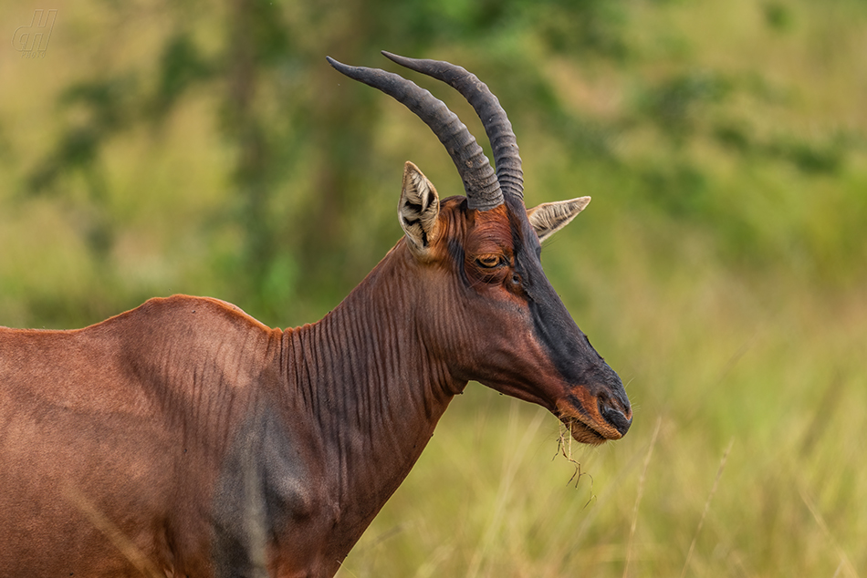 buvolec modrý - Damaliscus lunatus