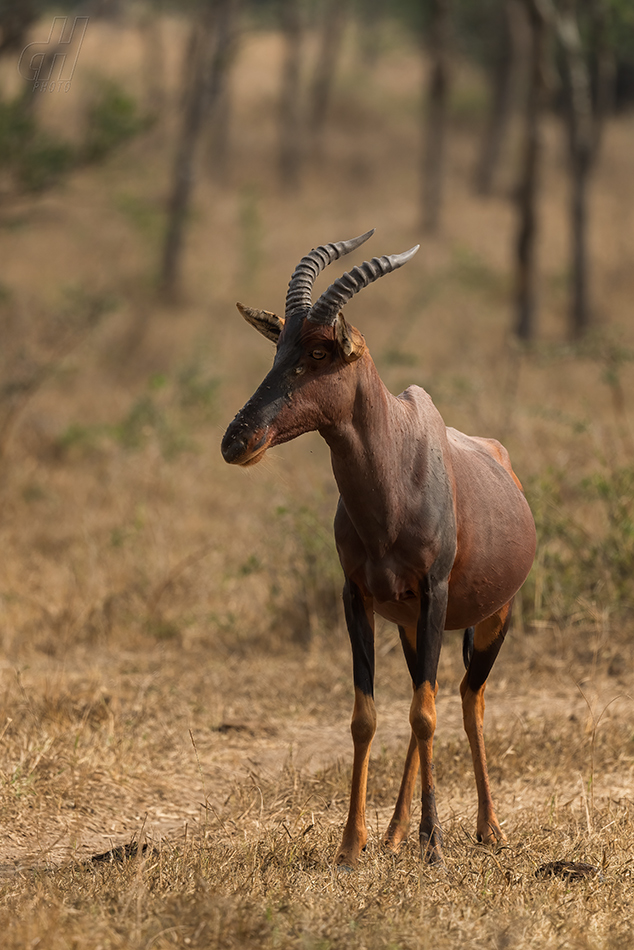 buvolec modrý - Damaliscus lunatus