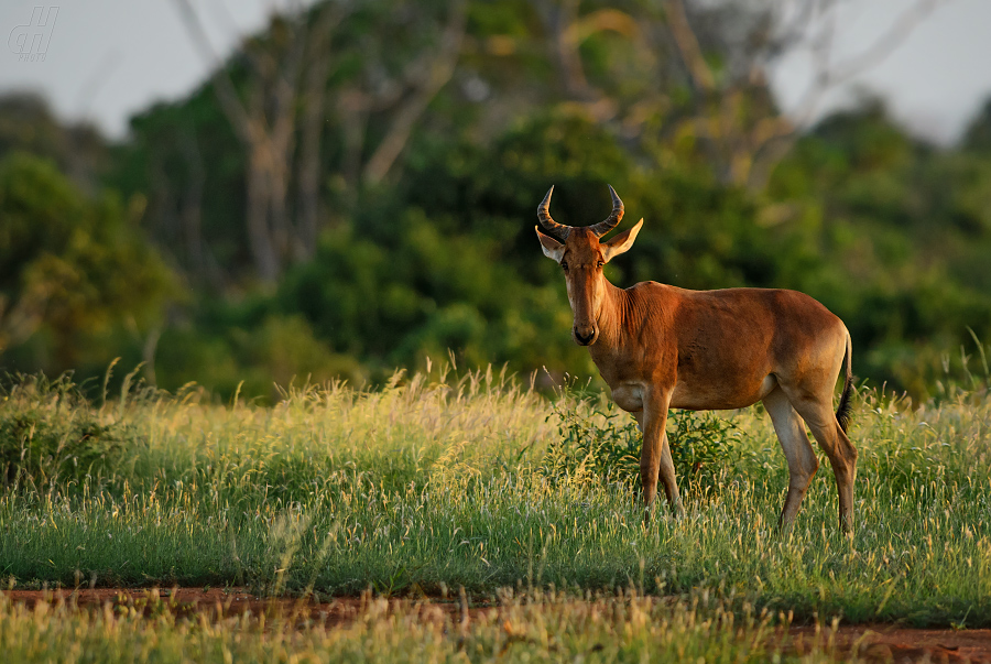 buvolec stepní - Alcelaphus buselaphus