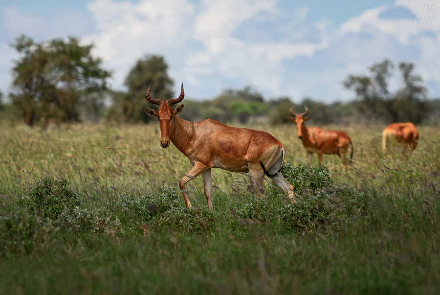 buvolec stepní - Alcelaphus buselaphus