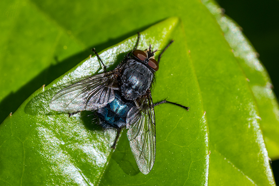 bzučivka obecná - Calliphora vicina