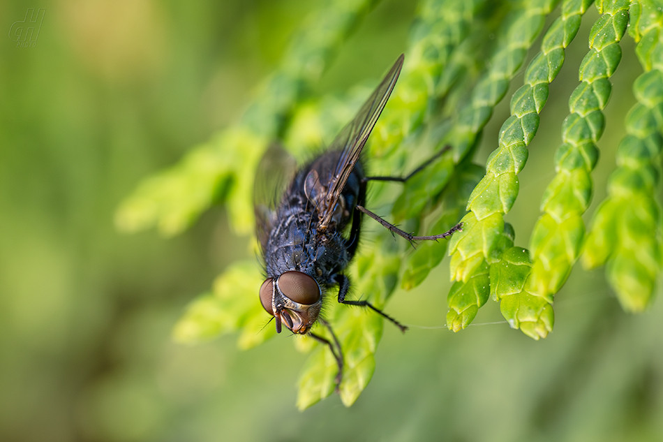 bzučivka rudohlavá - Calliphora vomitoria