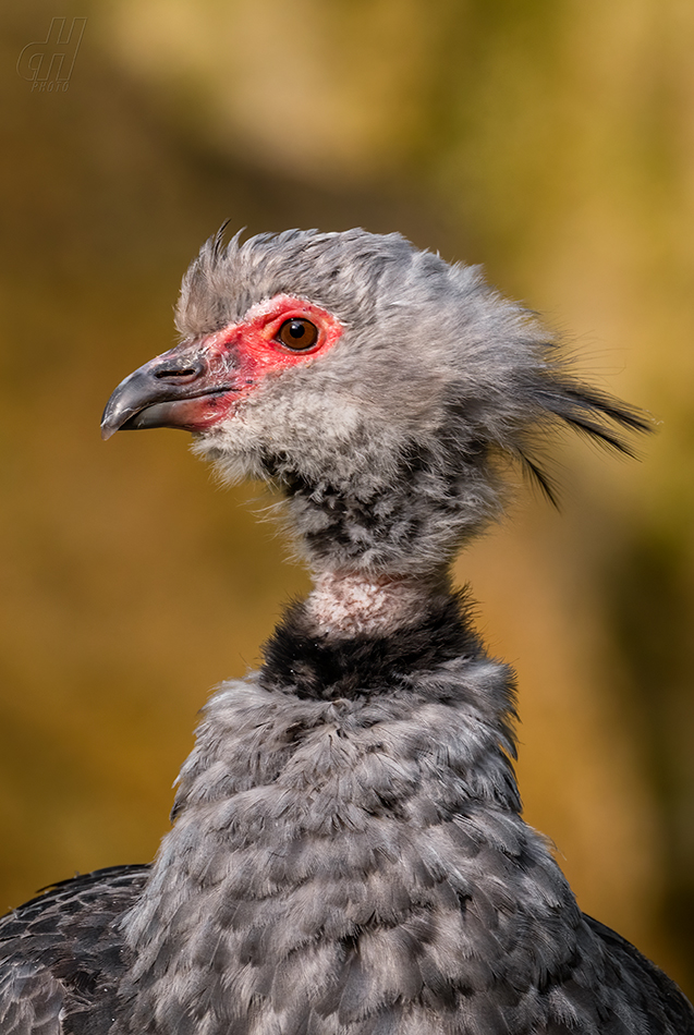 čája obojková - Chauna torquata