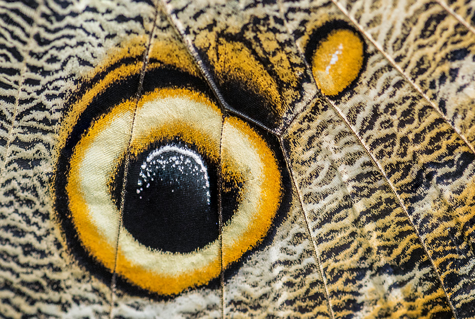 Caligo eurilochus