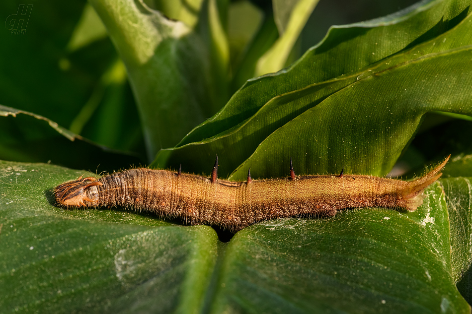 Caligo memnon