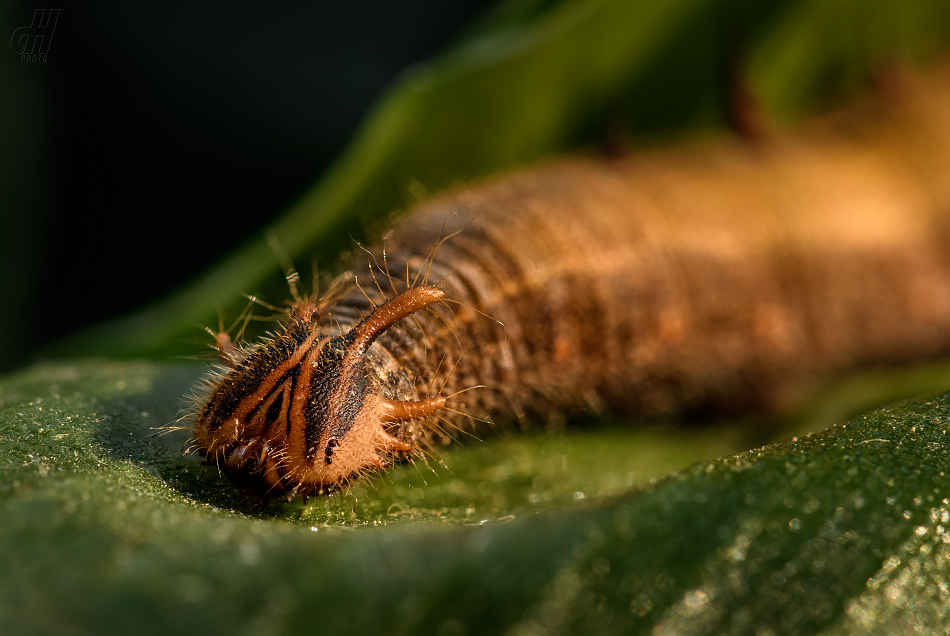 Caligo memnon