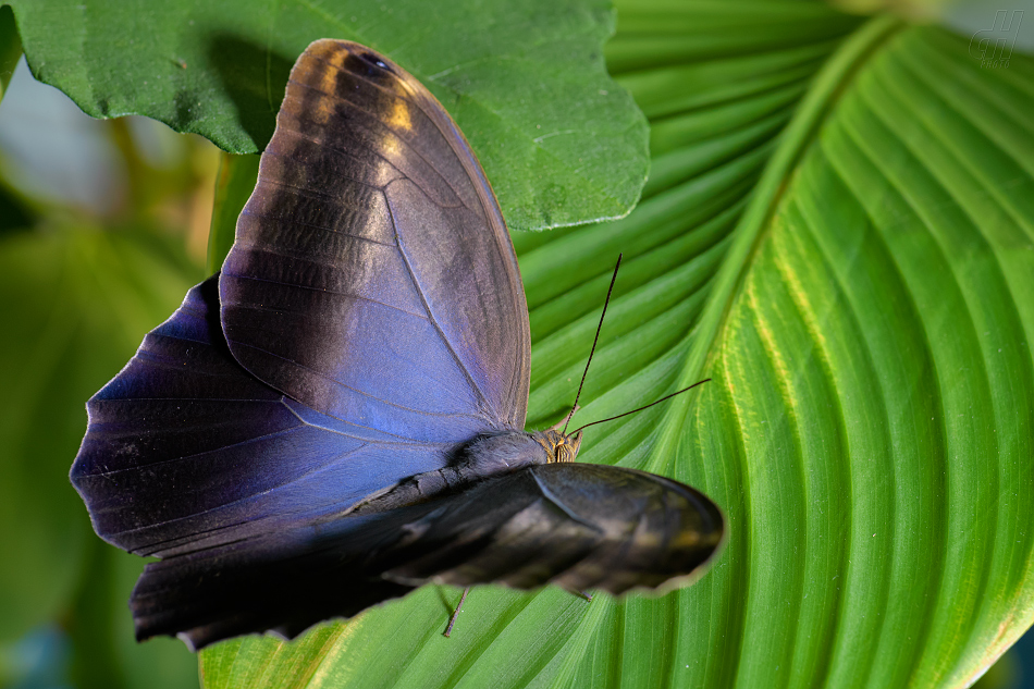 Caligo memnon