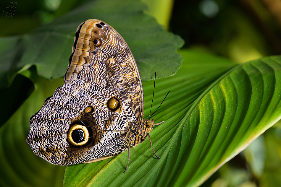 Caligo memnon