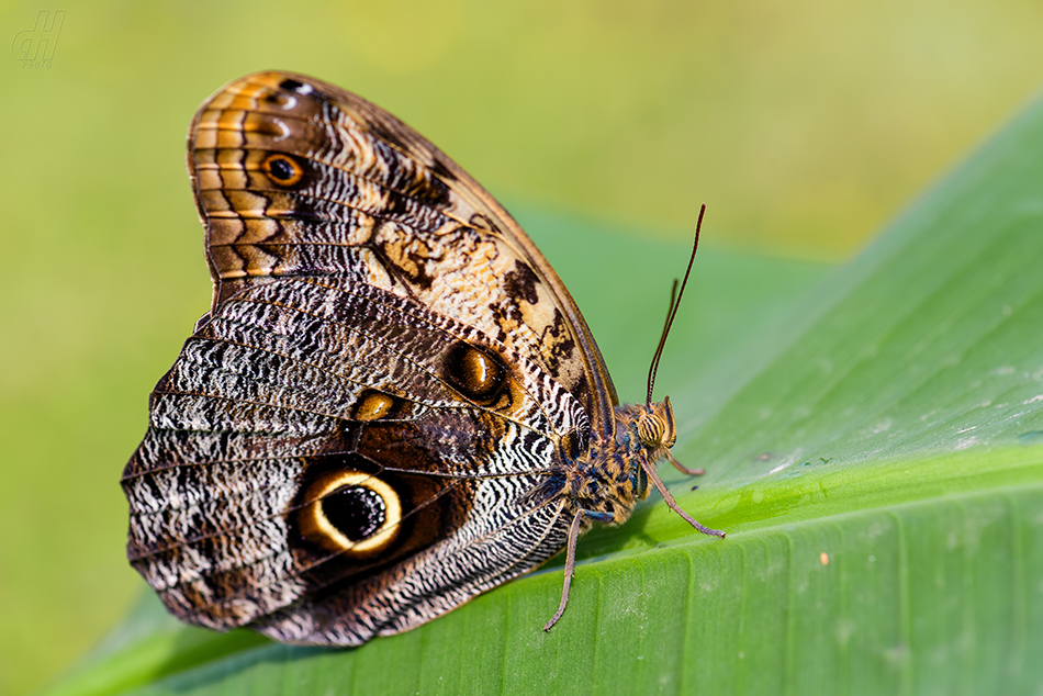 Caligo memnon