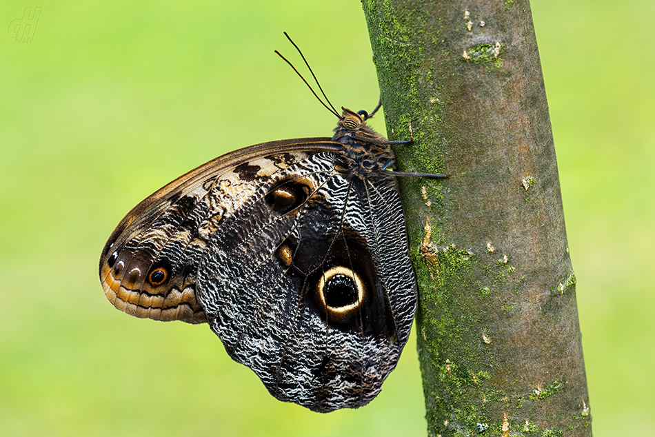 Caligo telamonius memnon