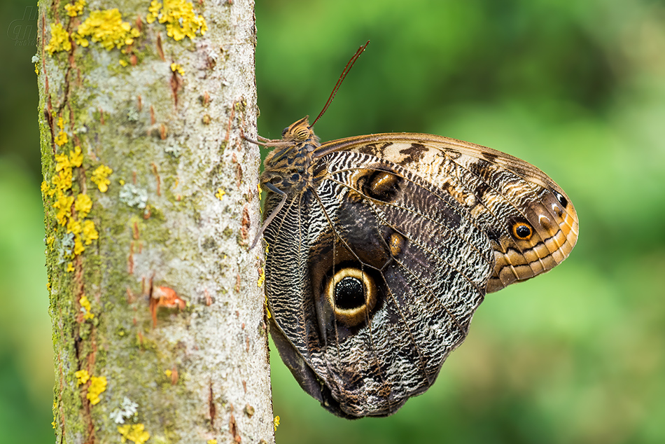 Caligo telamonius memnon