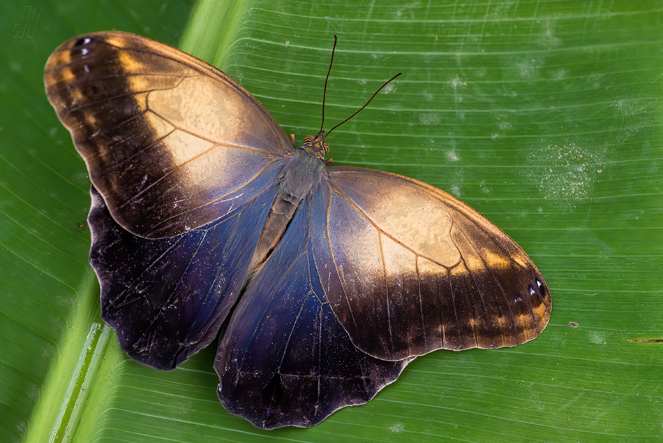 Caligo telamonius memnon