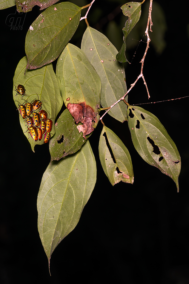 Calliphara nobilis