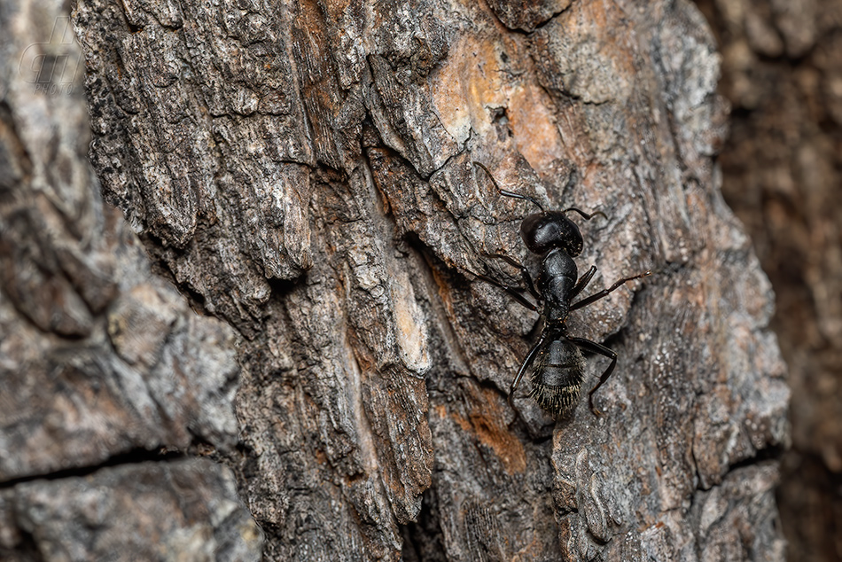 Camponotus vagus