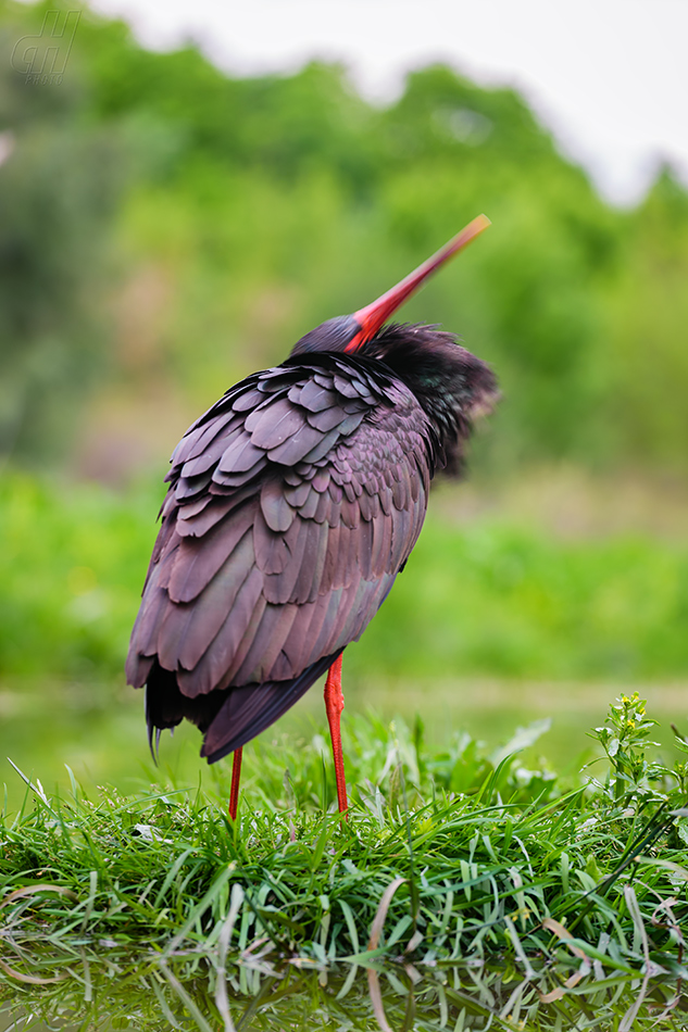 čáp černý - Ciconia nigra