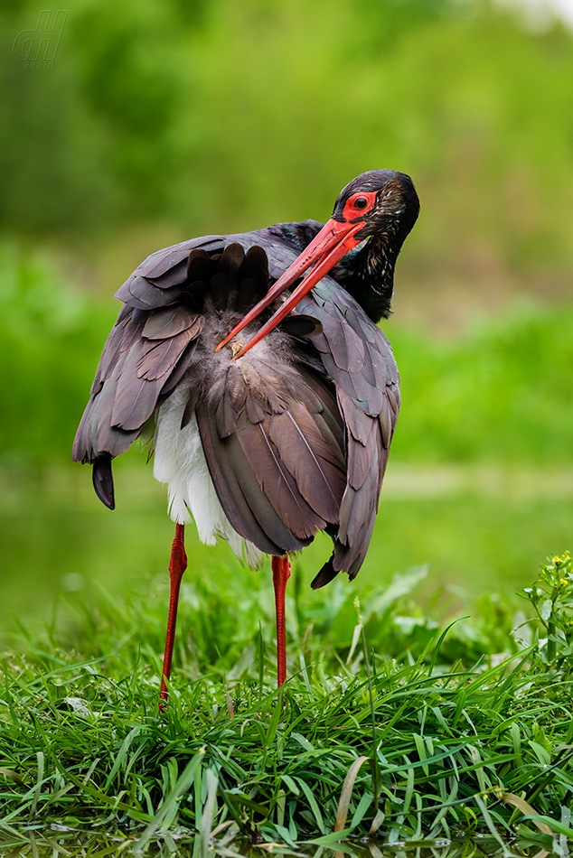 čáp černý - Ciconia nigra