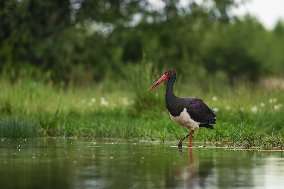 čáp černý - Ciconia nigra