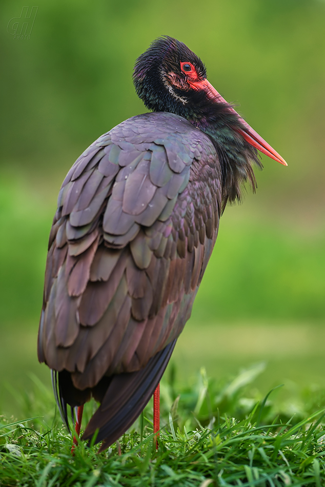 čáp černý - Ciconia nigra