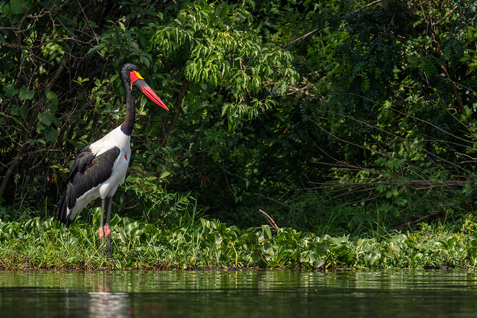 čáp sedlatý - Ephippiorhynchus senegalensis