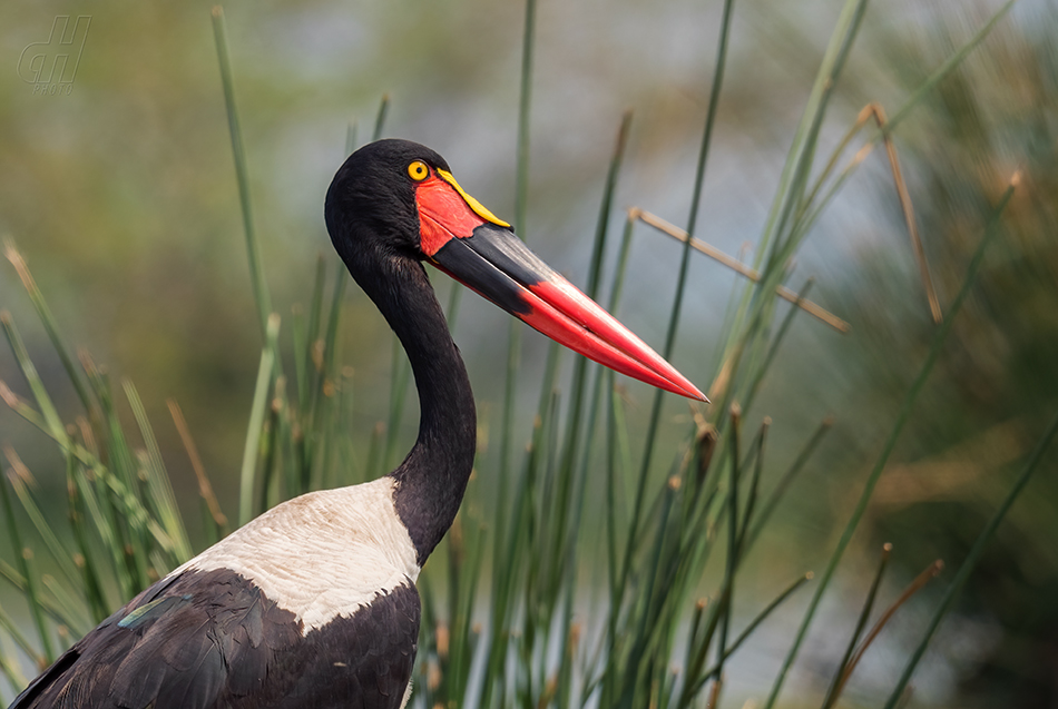 čáp sedlatý - Ephippiorhynchus senegalensis