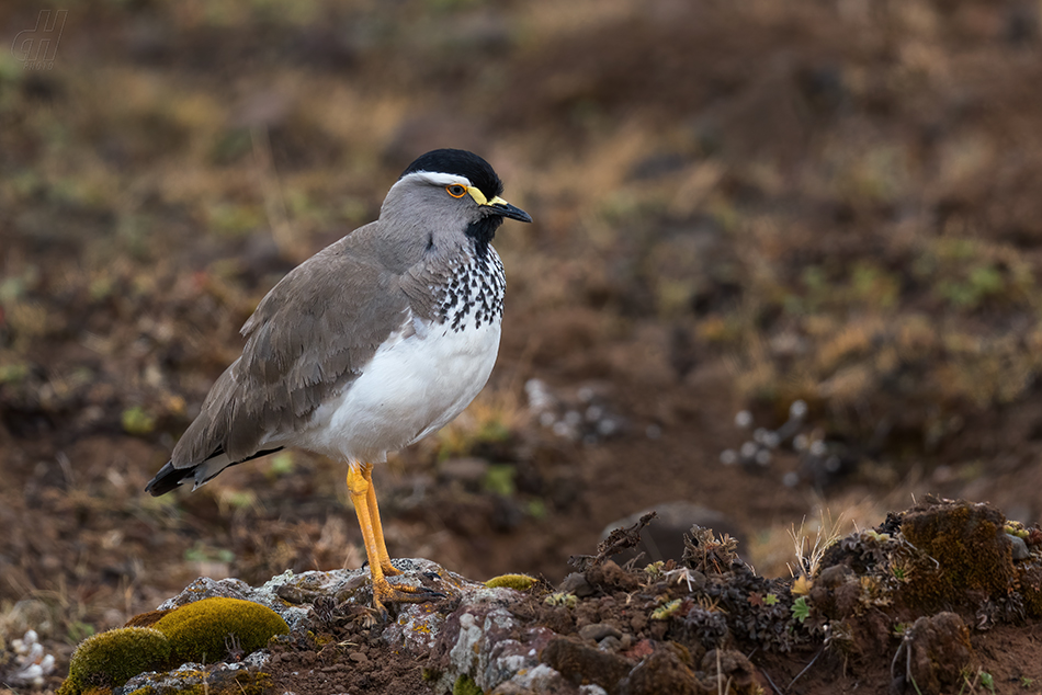 čejka etiopská - Vanellus melanocephalus