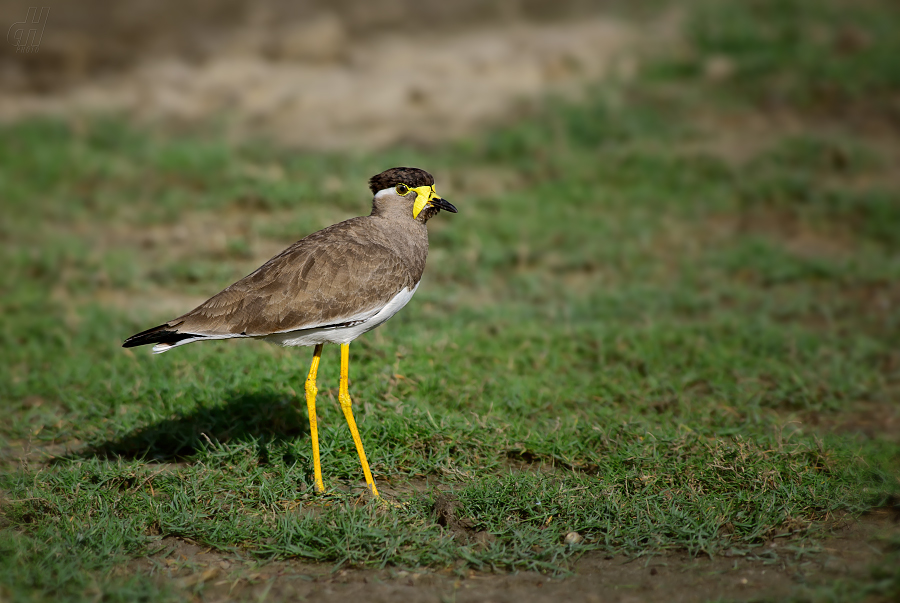 čejka indická - Vanellus malabaricus