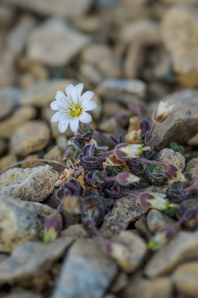 Cerastium nigrescens