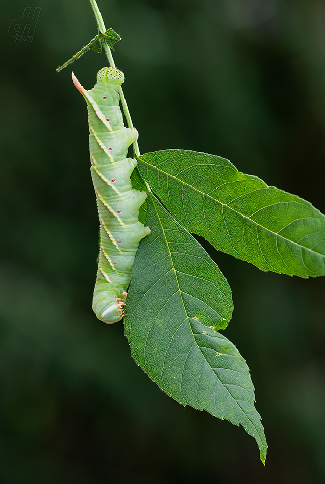 Ceratomia undulosa