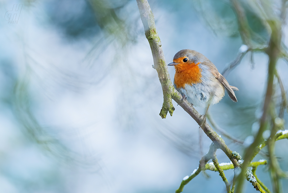 červenka obecná - Erithacus rubecula