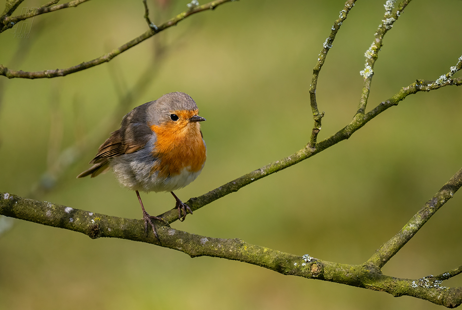 červenka obecná - Erithacus rubecula