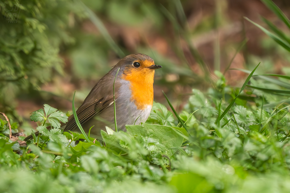 červenka obecná - Erithacus rubecula