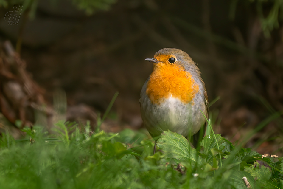 červenka obecná - Erithacus rubecula