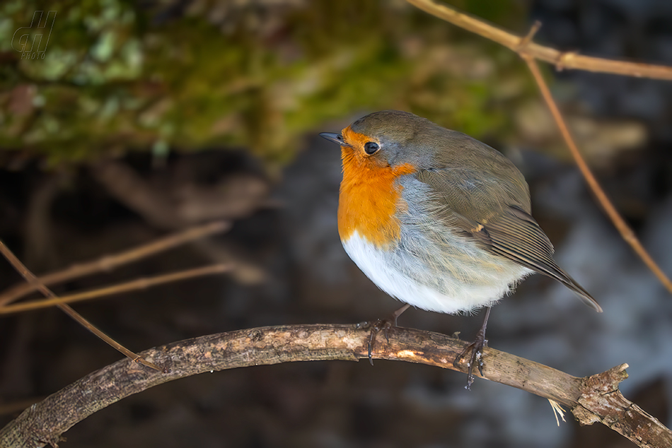 červenka obecná - Erithacus rubecula