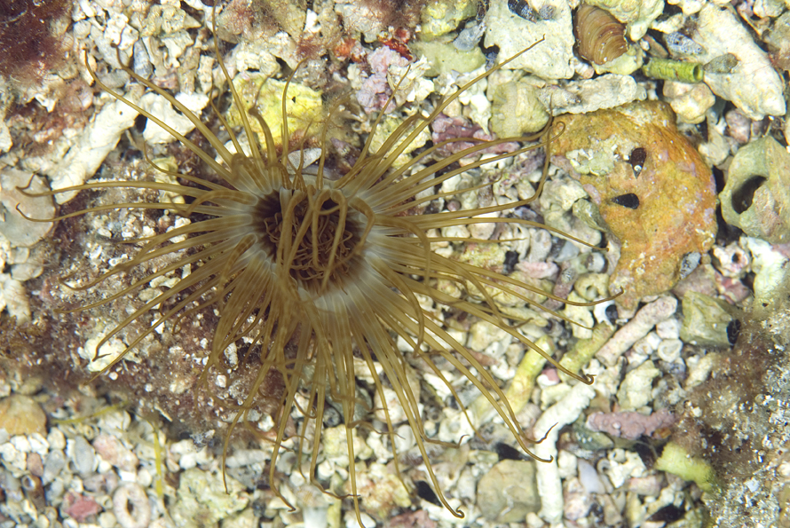 červnatec sasankový - Cerianthus membranaceus