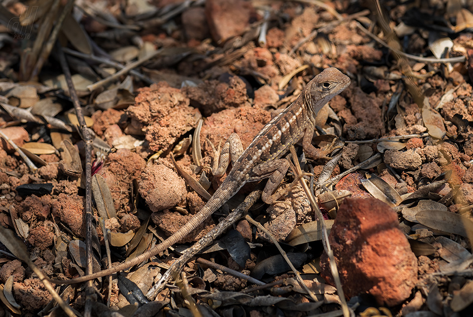 chalarodon madagaskarský - Chalarodon madagascariensis