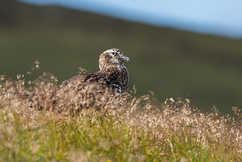 chaluha velká - Catharacta skua