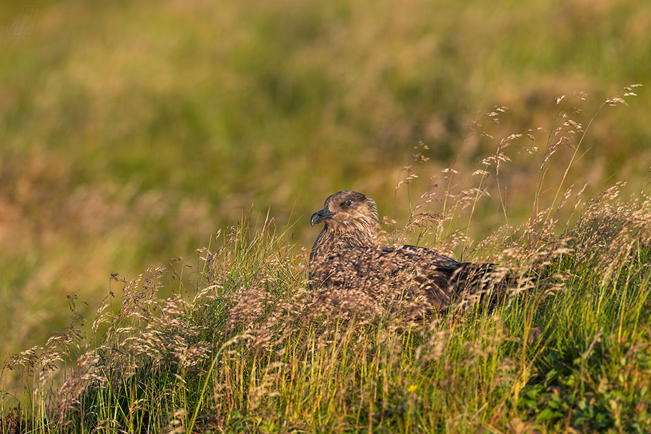 chaluha velká - Catharacta skua