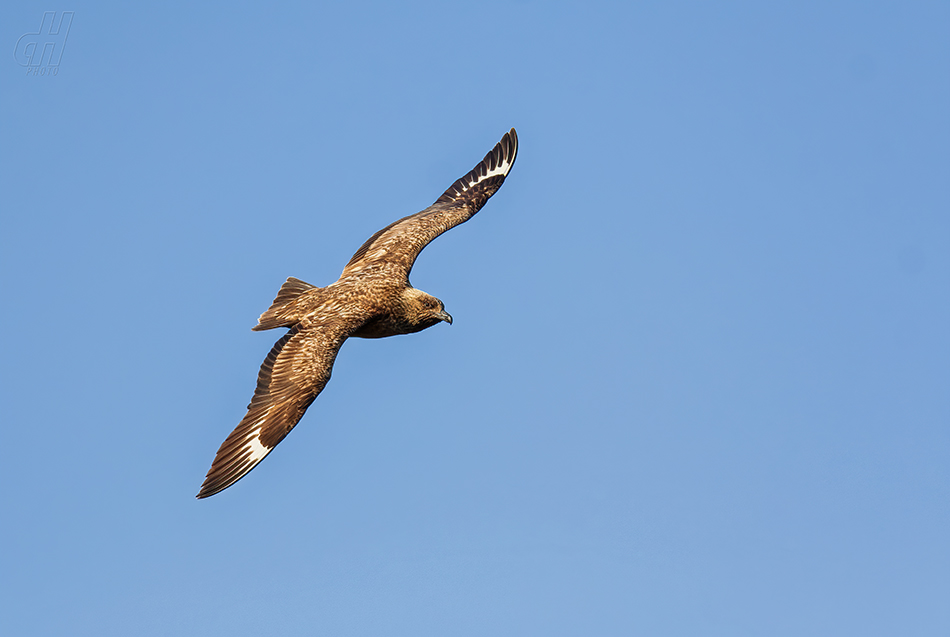 chaluha velká - Catharacta skua