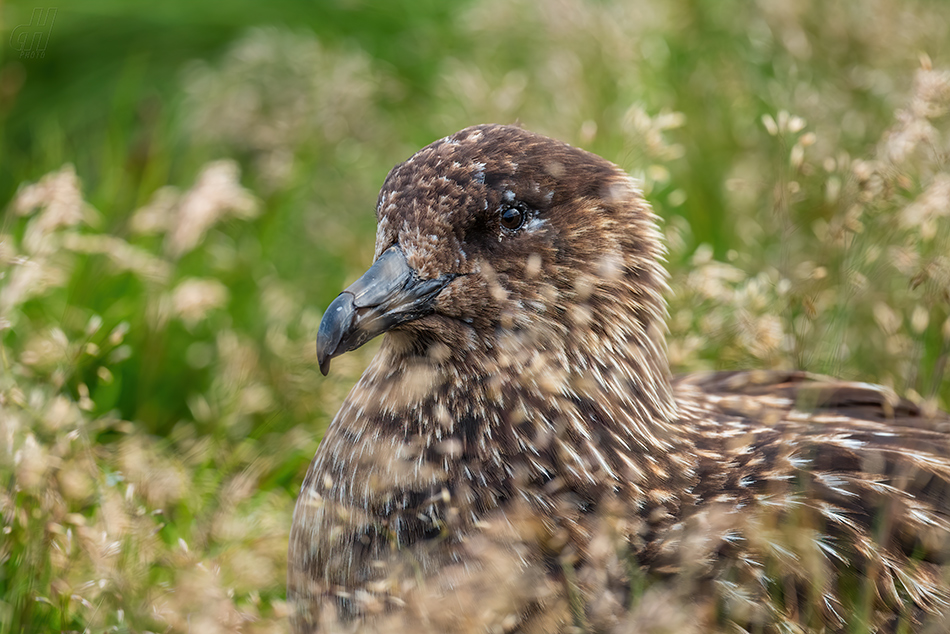 chaluha velká - Catharacta skua