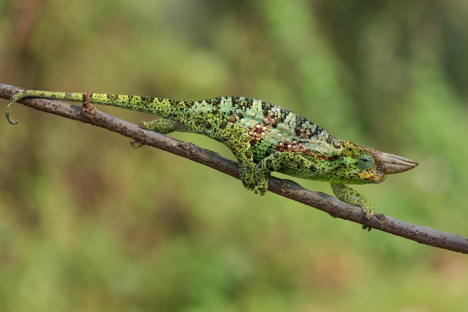 chameleon Johnstonův - Trioceros johnstoni