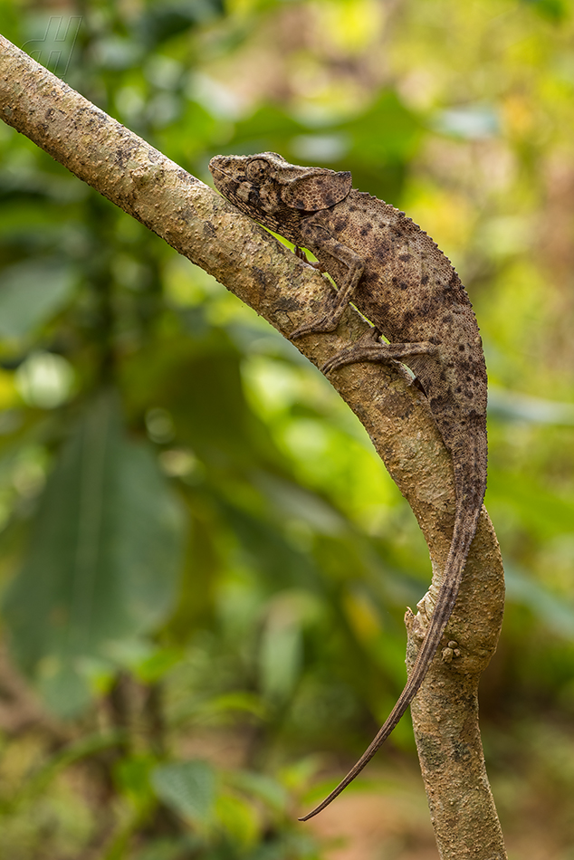 chameleon krátkorohý - Calumma brevicorne