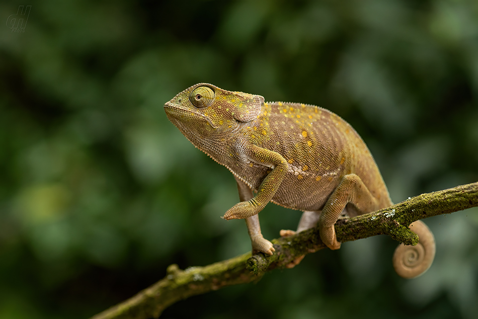 chameleon límcový - Chamaeleo dilepis