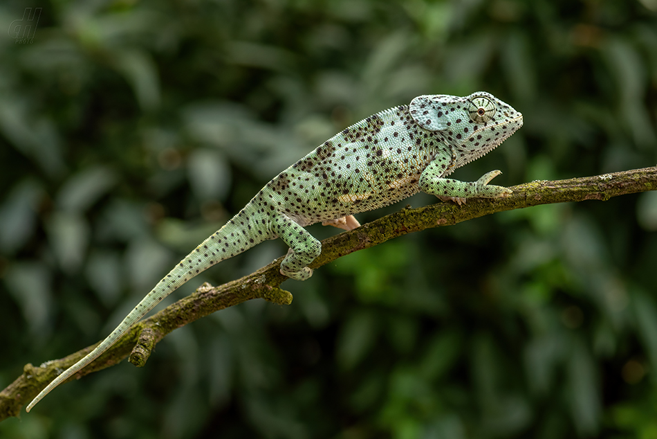 chameleon límcový - Chamaeleo dilepis