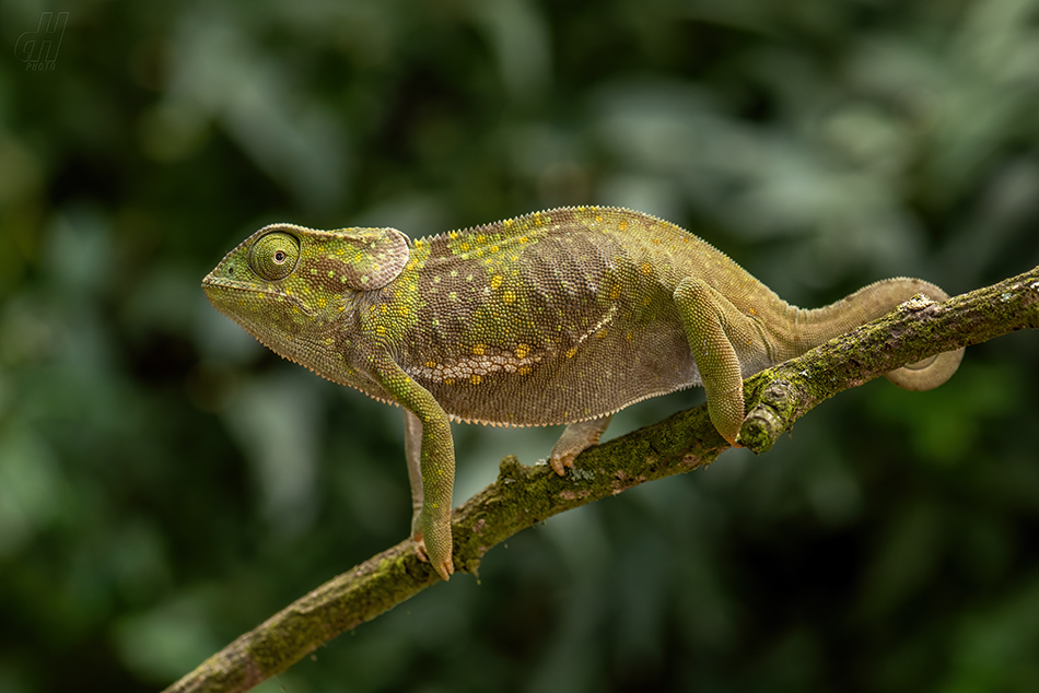 chameleon límcový - Chamaeleo dilepis