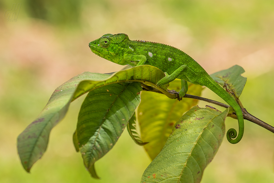 chameleon obrovský - Furcifer oustaleti