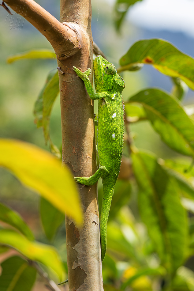 chameleon obrovský - Furcifer oustaleti